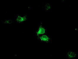 HMOX2 Antibody in Immunocytochemistry (ICC/IF)