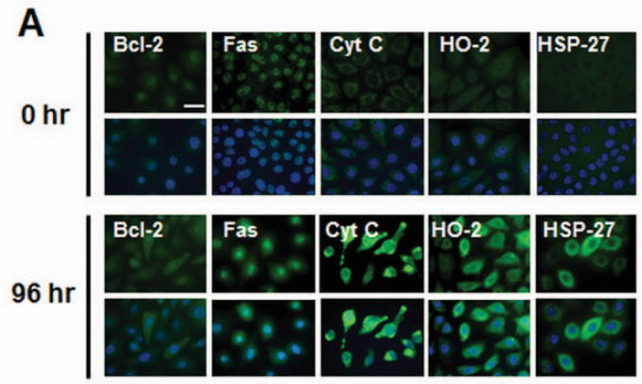 HMOX2 Antibody in Immunocytochemistry (ICC/IF)