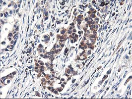 HMOX2 Antibody in Immunohistochemistry (Paraffin) (IHC (P))