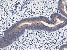 HMOX2 Antibody in Immunohistochemistry (Paraffin) (IHC (P))