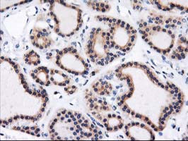 HMOX2 Antibody in Immunohistochemistry (Paraffin) (IHC (P))