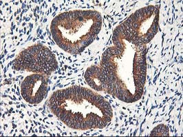 HMOX2 Antibody in Immunohistochemistry (Paraffin) (IHC (P))