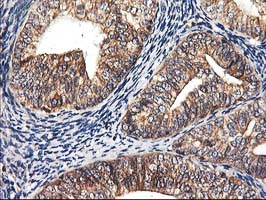 HMOX2 Antibody in Immunohistochemistry (Paraffin) (IHC (P))