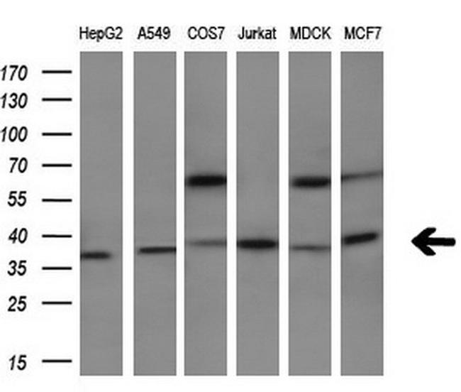 HMOX2 Antibody in Western Blot (WB)