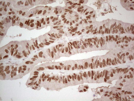 HNF4A Antibody in Immunohistochemistry (Paraffin) (IHC (P))