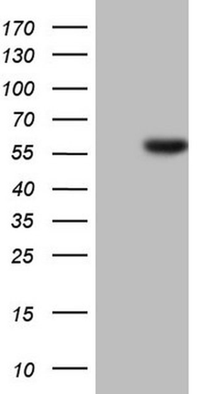 HNF4A Antibody in Western Blot (WB)