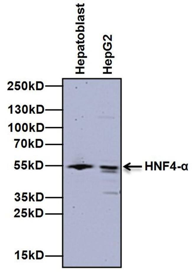 HNF4A Antibody in Western Blot (WB)