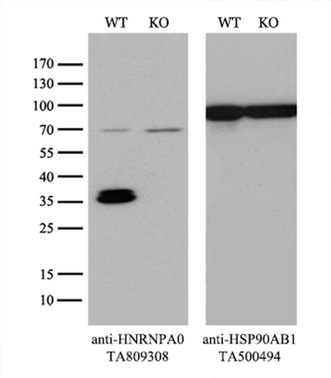 HNRNPA0 Antibody in Western Blot (WB)