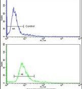 HOXA5 Antibody in Flow Cytometry (Flow)