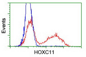 HOXC11 Antibody in Flow Cytometry (Flow)