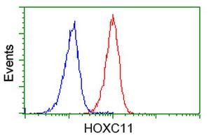 HOXC11 Antibody in Flow Cytometry (Flow)