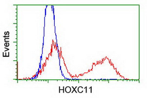 HOXC11 Antibody in Flow Cytometry (Flow)