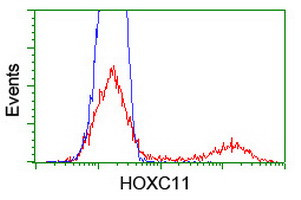 HOXC11 Antibody in Flow Cytometry (Flow)