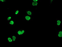 HOXC11 Antibody in Immunocytochemistry (ICC/IF)