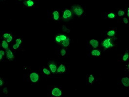 HOXC11 Antibody in Immunocytochemistry (ICC/IF)