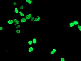 HOXC11 Antibody in Immunocytochemistry (ICC/IF)