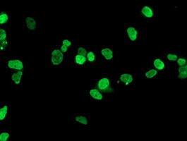 HOXC11 Antibody in Immunocytochemistry (ICC/IF)