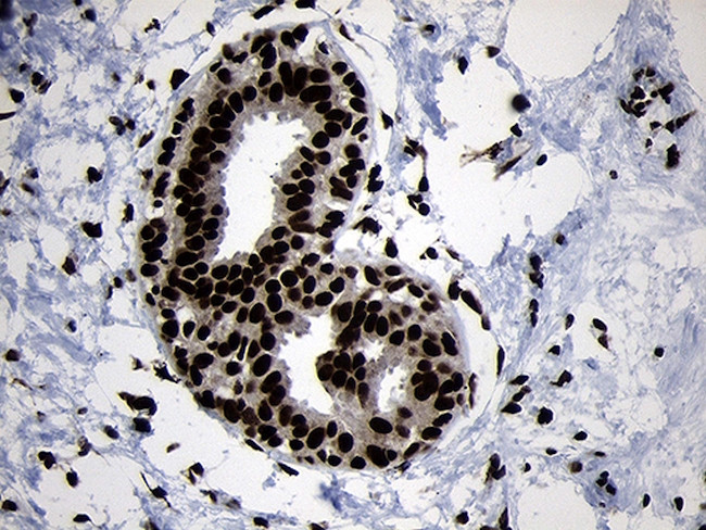 HOXC4 Antibody in Immunohistochemistry (Paraffin) (IHC (P))