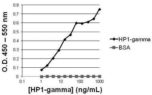 HP1 gamma Antibody in ELISA (ELISA)