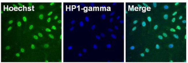HP1 gamma Antibody in Immunocytochemistry (ICC/IF)