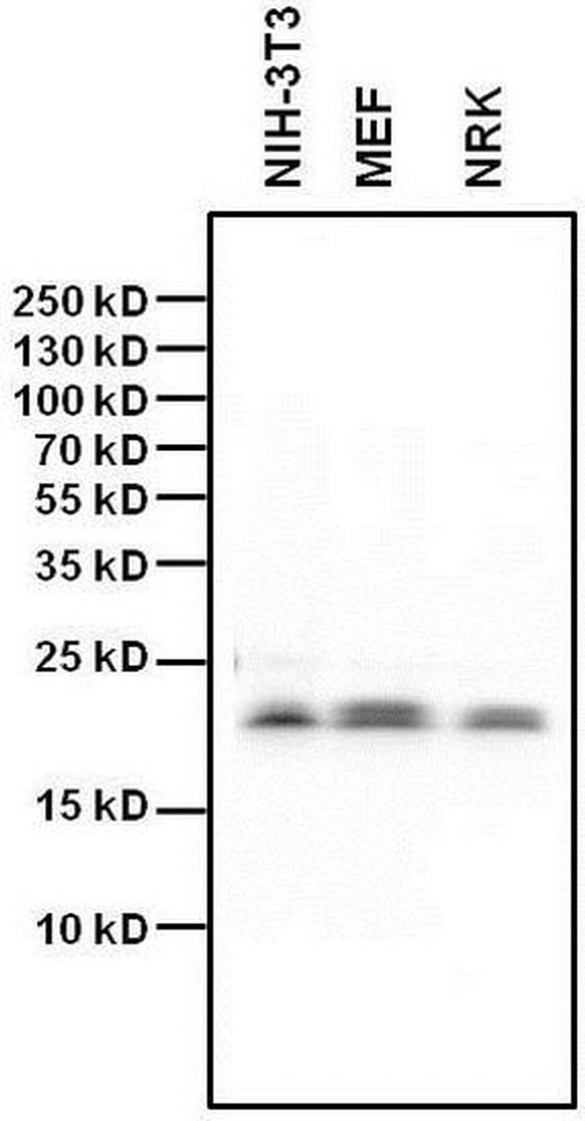 HP1 gamma Antibody in Western Blot (WB)