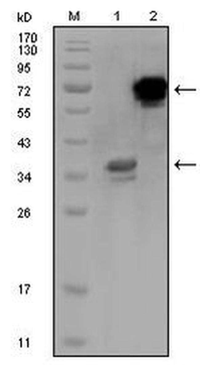 HPS1 Antibody in Western Blot (WB)