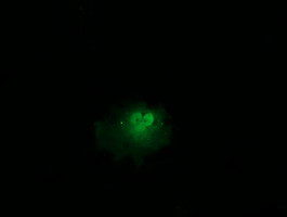 HRAS Antibody in Immunocytochemistry (ICC/IF)