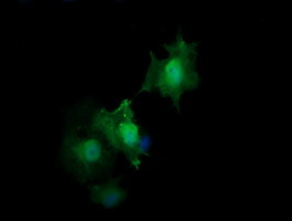 HRAS Antibody in Immunocytochemistry (ICC/IF)