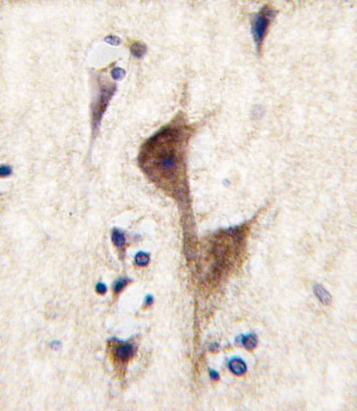 HRH3 Antibody in Immunohistochemistry (IHC)