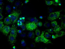 HSD17B10 Antibody in Immunocytochemistry (ICC/IF)