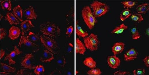 HSP90 beta Antibody in Immunocytochemistry (ICC/IF)