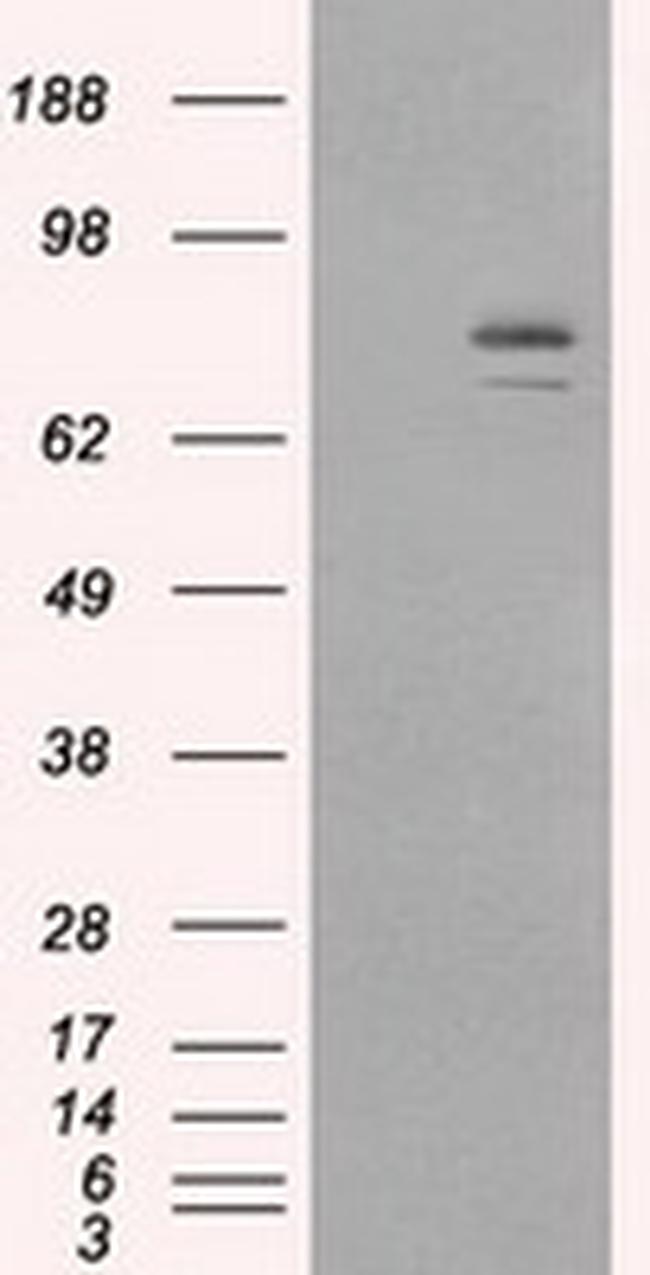 HSP90AB1 (HSP90) Antibody in Western Blot (WB)