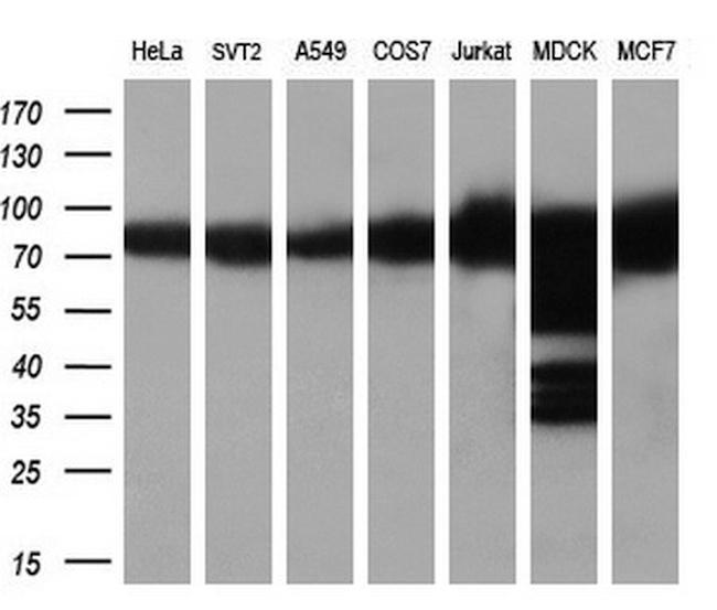 HSP90AB1 (HSP90) Antibody in Western Blot (WB)