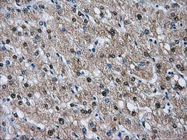 HSPA1A Antibody in Immunohistochemistry (Paraffin) (IHC (P))