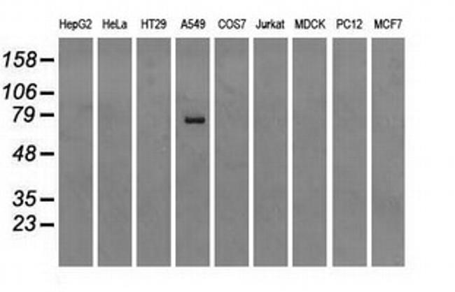 HSPA1A Antibody in Western Blot (WB)