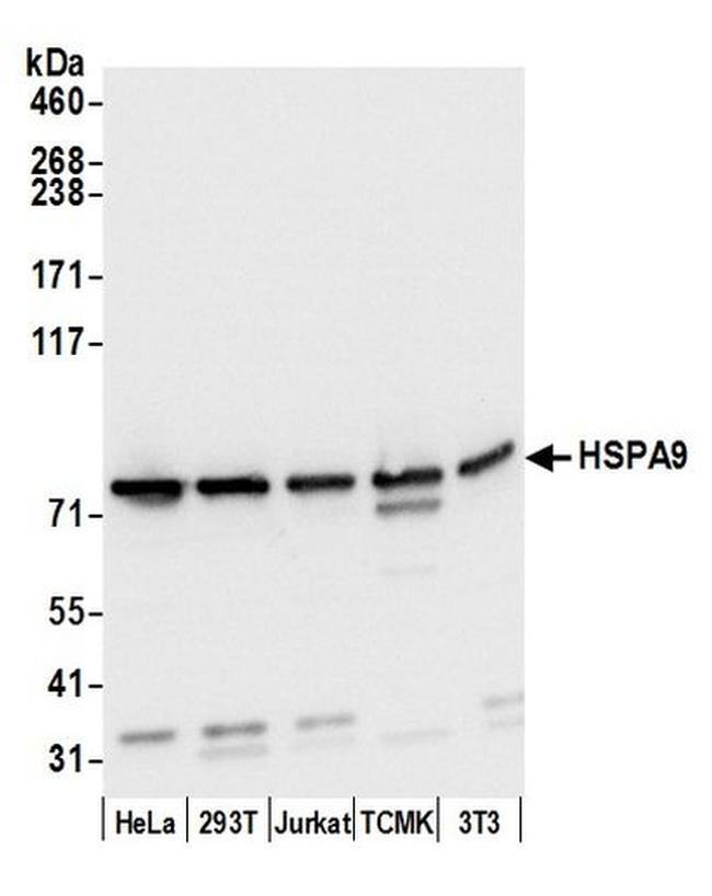 HSPA9/GRP75/Mortalin Antibody in Western Blot (WB)