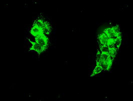 HSPA9 Antibody in Immunocytochemistry (ICC/IF)