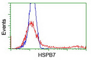 HSPB7 Antibody in Flow Cytometry (Flow)