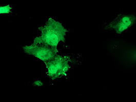 HSPBP1 Antibody in Immunocytochemistry (ICC/IF)