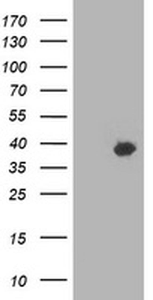 HSPBP1 Antibody in Western Blot (WB)