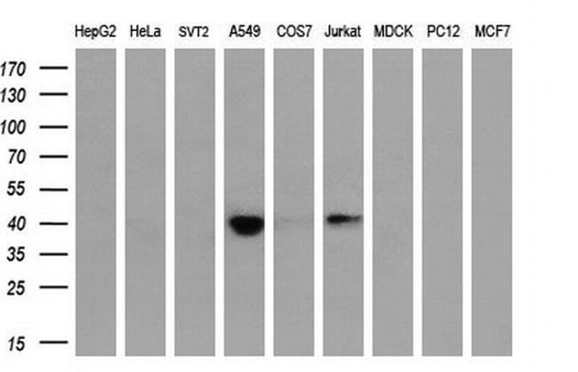 HSPBP1 Antibody in Western Blot (WB)