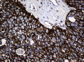 Hsp60 (HSPD1) Antibody in Immunohistochemistry (Paraffin) (IHC (P))