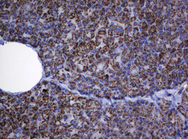 Hsp60 (HSPD1) Antibody in Immunohistochemistry (Paraffin) (IHC (P))