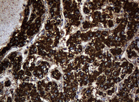 Hsp60 (HSPD1) Antibody in Immunohistochemistry (Paraffin) (IHC (P))