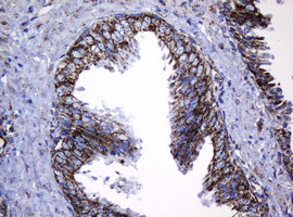 Hsp60 (HSPD1) Antibody in Immunohistochemistry (Paraffin) (IHC (P))