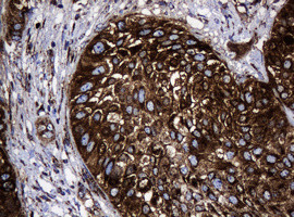 Hsp60 (HSPD1) Antibody in Immunohistochemistry (Paraffin) (IHC (P))