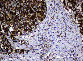 Hsp60 (HSPD1) Antibody in Immunohistochemistry (Paraffin) (IHC (P))