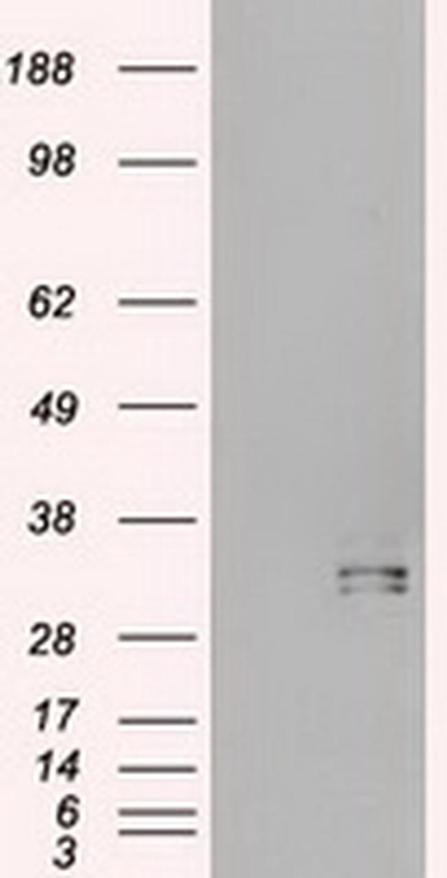 Hex Antibody in Western Blot (WB)