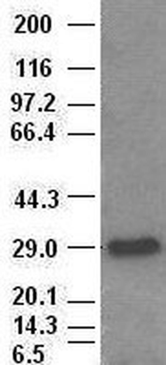 Hex Antibody in Western Blot (WB)