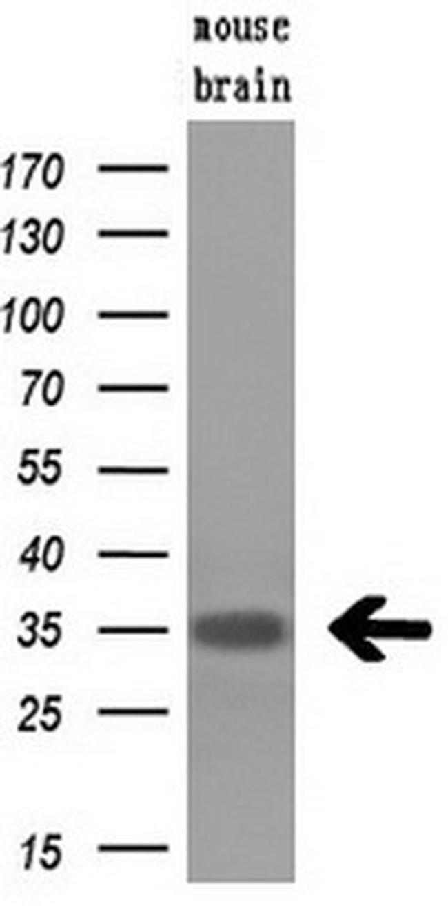 Hex Antibody in Western Blot (WB)